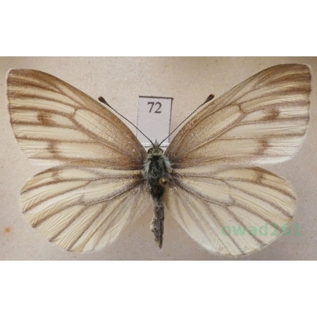 Pieris bryoniae (Hübner, 1806) female Bielinek bryonie Slovakia72